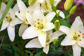 ivory white lilly in garden