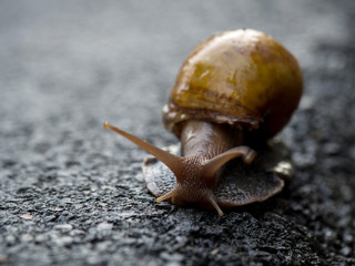 Snail walking on the asphalt road. Copy space for text.