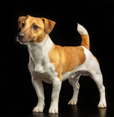 Jack Russell Terrier Dog on Isolated Black Background in studio