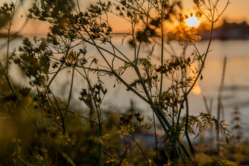 Obraz premium sunset flowers
