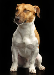Jack Russell Terrier Dog on Isolated Black Background in studio