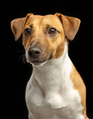 Jack Russell Terrier Dog on Isolated Black Background in studio