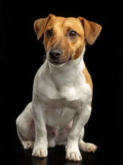 Jack Russell Terrier Dog on Isolated Black Background in studio