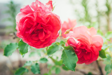 Pink rose buds growing in the garden.