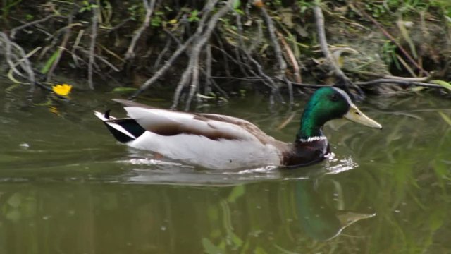 The male duck drinks water, and then dives into the lake