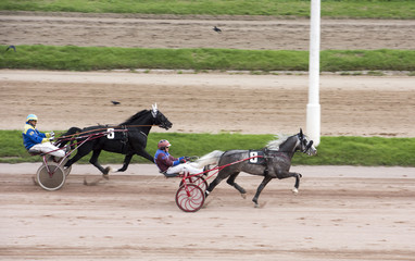 horse racing, horse racing, horses, jockey, horseman, Hippodrome,bets, reins, harness,