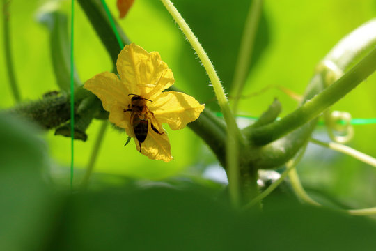 Young blooming plant cucumber with yellow flowers and the bee. Juicy fresh cucumber close-up macro on a green background of leaves