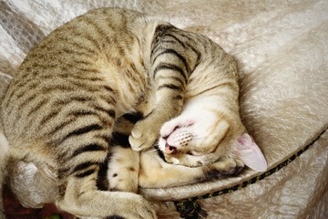 Thai cat sleep.