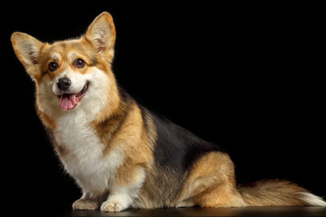 Welsh Corgi Pembroke Dog  Isolated  on Black Background in studio