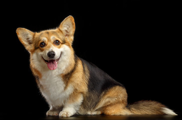 Welsh Corgi Pembroke Dog  Isolated  on Black Background in studio
