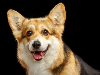 Welsh Corgi Pembroke Dog  Isolated  on Black Background in studio