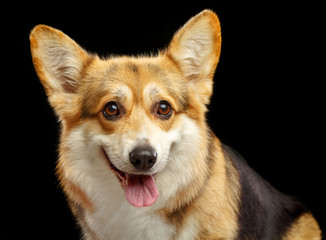 Welsh Corgi Pembroke Dog  Isolated  on Black Background in studio