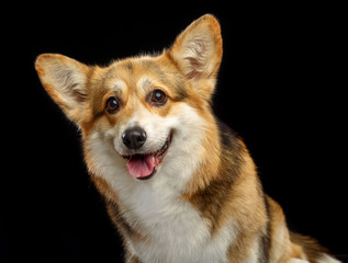 Welsh Corgi Pembroke Dog  Isolated  on Black Background in studio