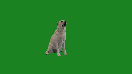 Labrador on the green screen