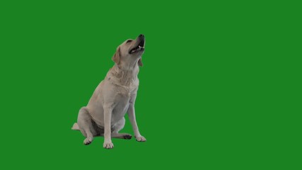 Labrador is angry on the green screen