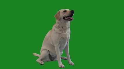 golden Labrador on the green screen