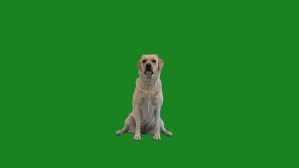 labrador sits on a green screen