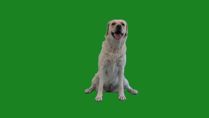 labrador looks at a green screen