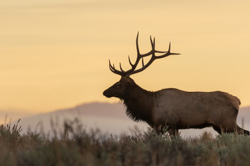 Bull Elk Silhouetted at Sunrise