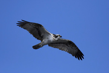 Osprey (Pandion haliaetus)