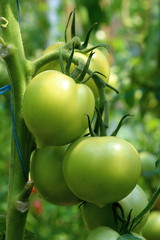 Closeup group of young green tomatoes growing in greenhouse. Green tomatoes plantation. Organic farming. Agriculture concept. Unripe tomatoes fruit on green stems