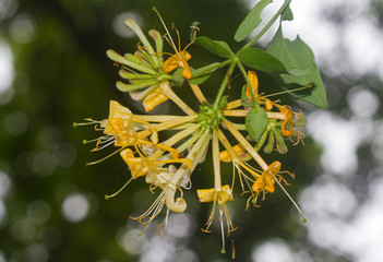 A flower of Honeysuckle or Woodbine, seen from the underside