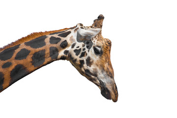 Giraffe on white isolated background