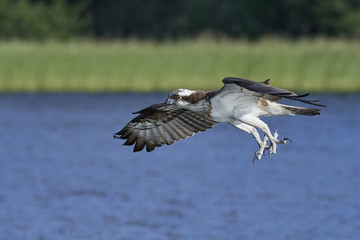 Osprey (Pandion haliaetus)