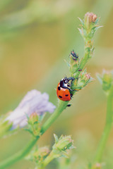 Marienkäfer frisst eine Blattlaus auf einer Blume, Makro