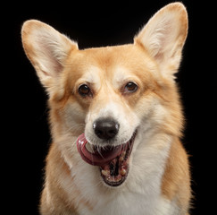 Welsh Corgi Pembroke Dog  Isolated  on Black Background in studio