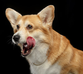 Welsh Corgi Pembroke Dog  Isolated  on Black Background in studio