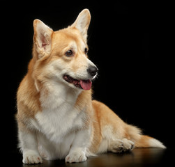 Welsh Corgi Pembroke Dog  Isolated  on Black Background in studio