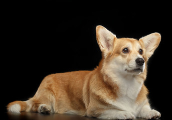 Welsh Corgi Pembroke Dog  Isolated  on Black Background in studio