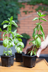 domestic basil seedlings in pots