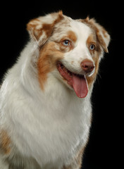 Australian Shepherd Dog on Isolated Black Background in studio