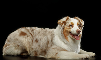 Australian Shepherd Dog on Isolated Black Background in studio
