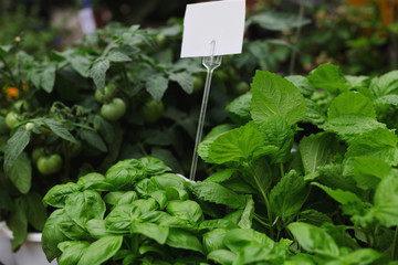 Green fresh basil in the pot. Summer market. Basil leaves