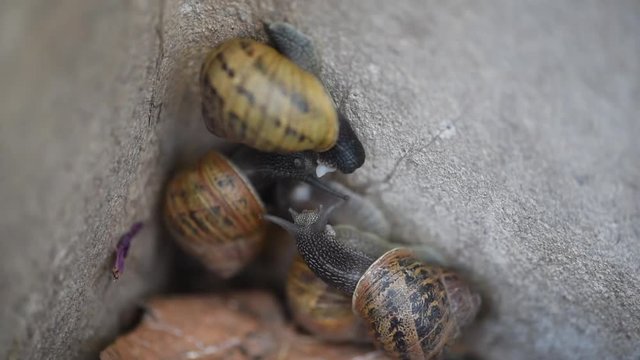 Snails breeding in Garden