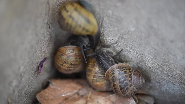 Group of snails breeding in a window well