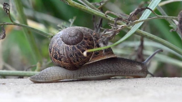 Snail Crawling into a flower garden