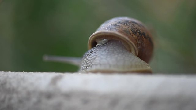 Snail exiting its shell and crawling across the cement