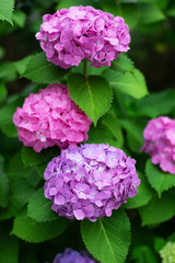The bush of blooming liliac and purple Japanese hydrangeas ajisai. Close-up