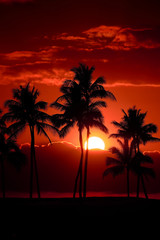 Obraz na płótnie Canvas Tropical Palm Trees Silhouette Sunset or Sunrise