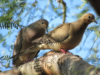 Mourning doves (Zenaida macroura) in a palo verde tree in Arizona with blue sky in the background 