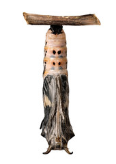 A pupa of the Acraea melanoxantha butterfly isolated on white background. Pupae is a stage between caterpillars and butterflies. The pupa is close to hatching, butterfly wings got colored. Front view.