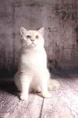 Britisch Kurzhaar Katze - weiß mit blauen Augen