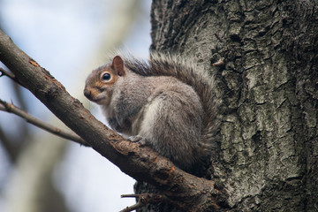 A squirrel crouching on a tree branch looking cute