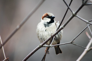 A bird perched in a tree branch, with white feathers