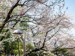 Cherry blossom at Namsan park, Seoul, South Korea.Blue sky background in summer season.