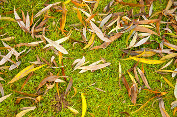 Autumn leaves on the ground abstract pattern.